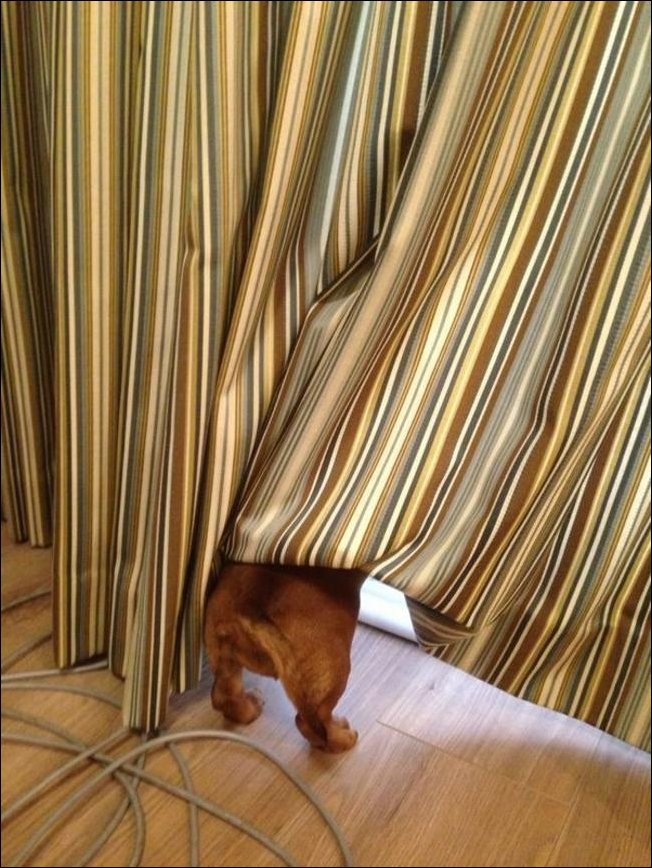 Собаки которые не умеют прятаться