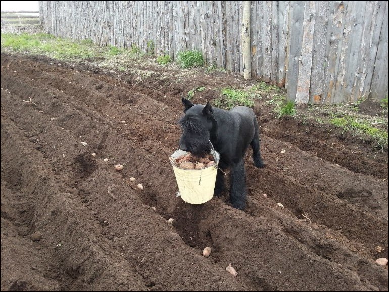 Хозяйственный деревенский пес