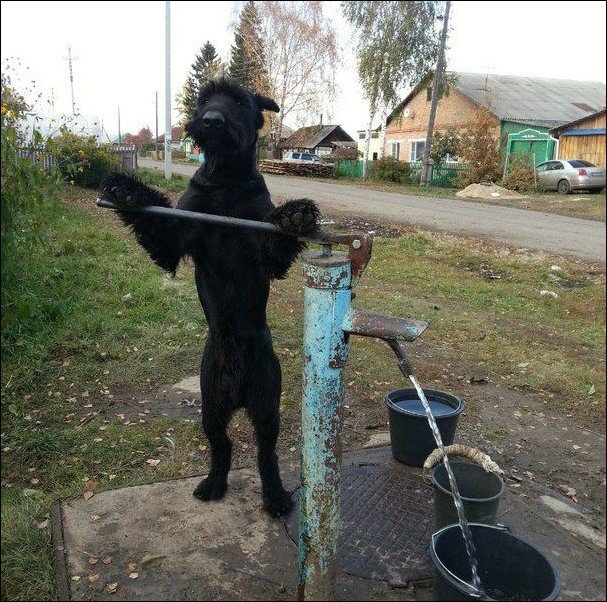 Хозяйственный деревенский пес