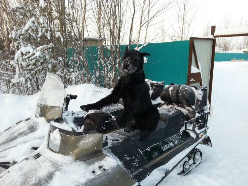 Хозяйственный деревенский пес