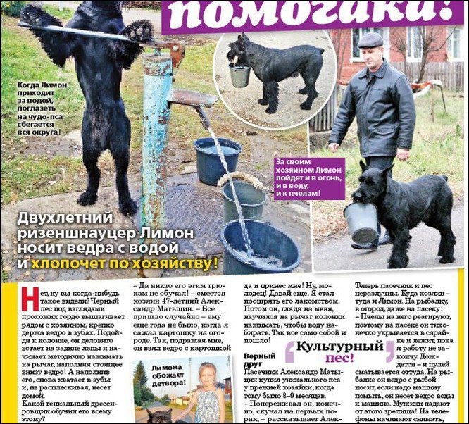 Хозяйственный деревенский пес