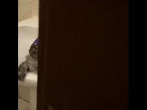 Прикольные гифки