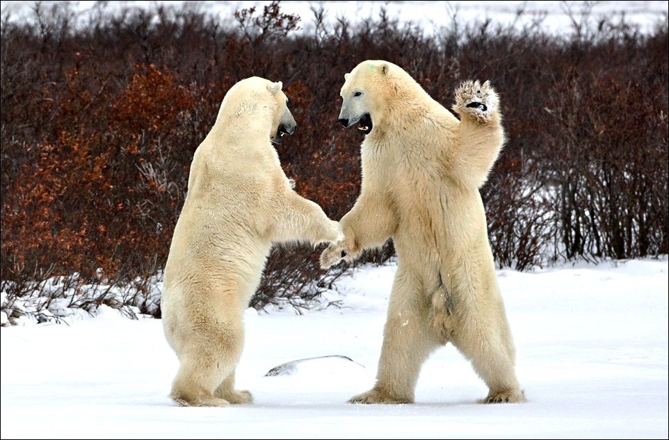 polar-bear-005.jpg