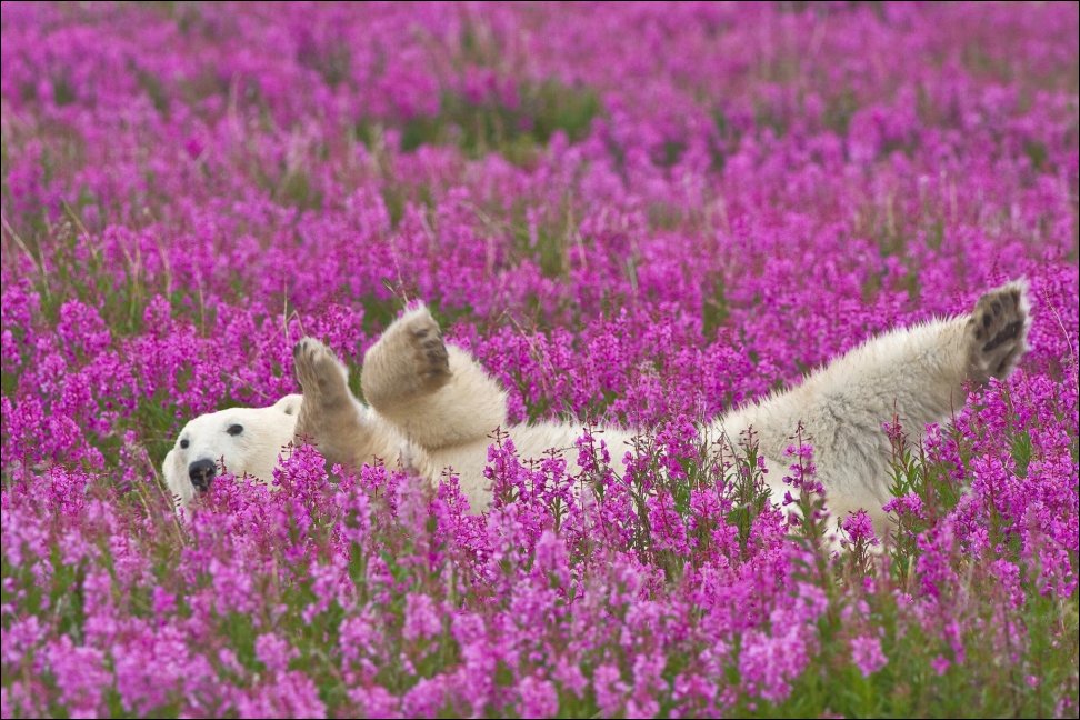 polar-bear-035.jpg