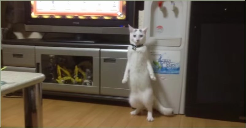 Кот ходит на двух лапах