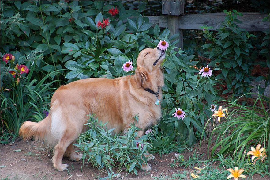 Животные нюхают цветы