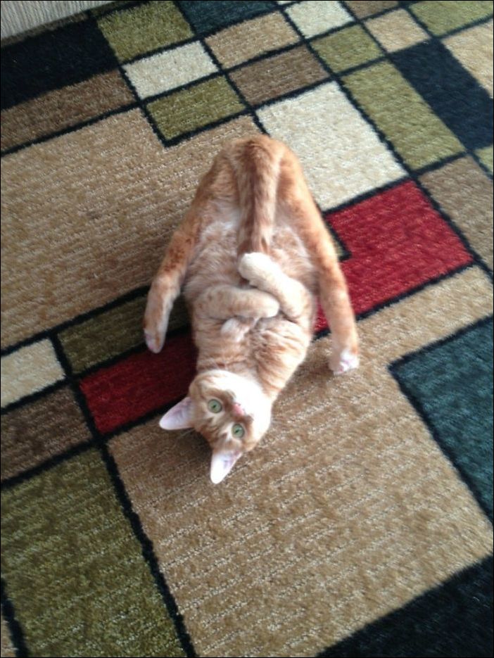 фото приколы