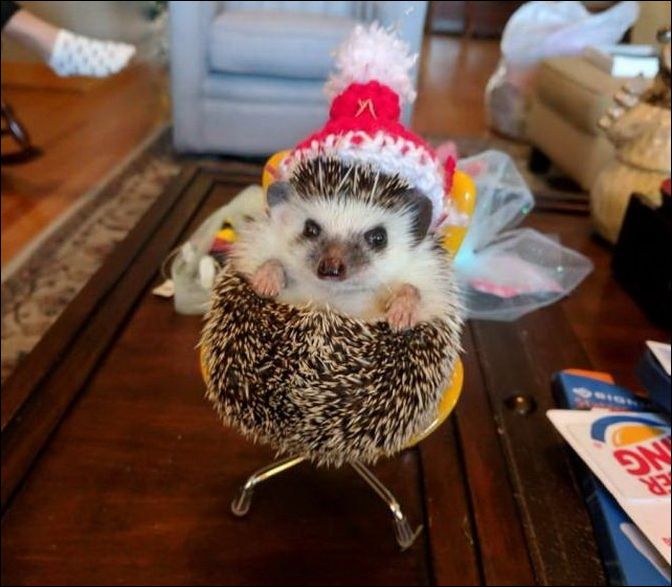 фото приколы