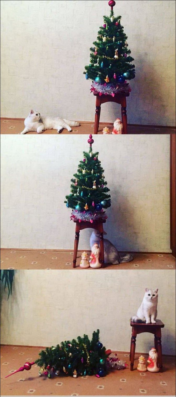 фото приколы