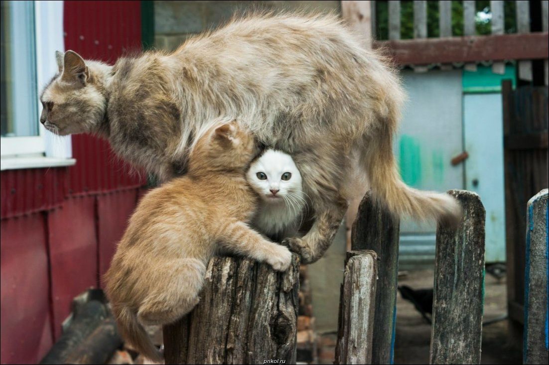 фото приколы