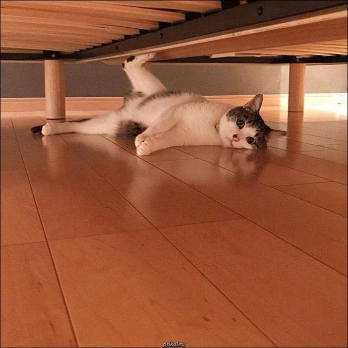 фото приколы