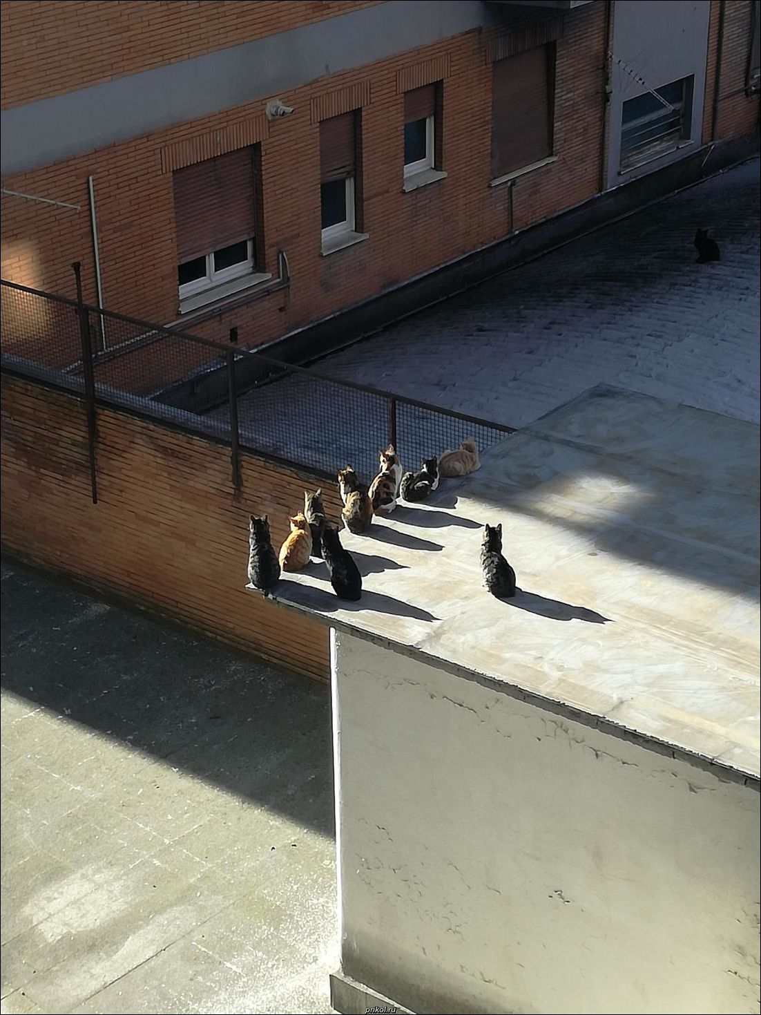 фото приколы