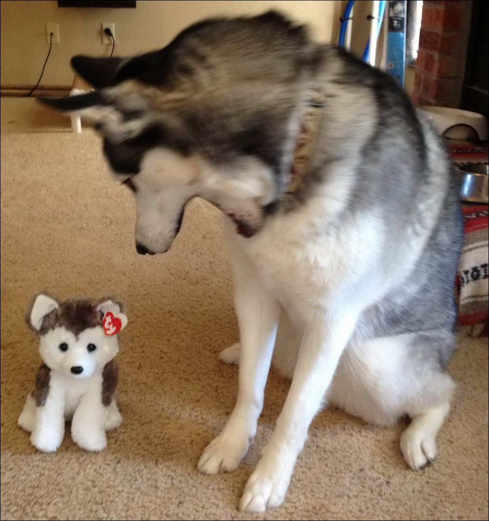 фото приколы