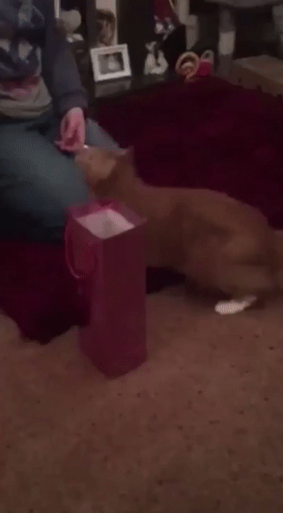 Прикольные гифки