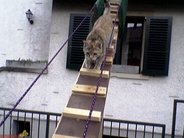 cat-ladder-01