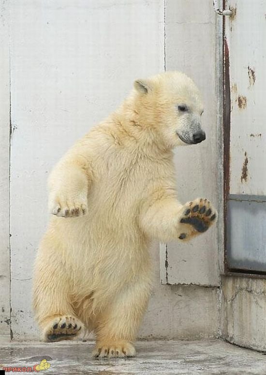 dancing-polar-bear-01