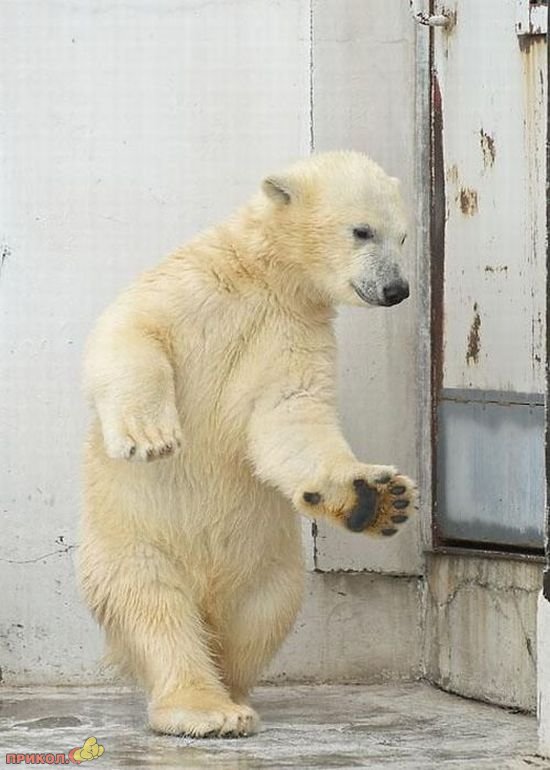 dancing-polar-bear-02