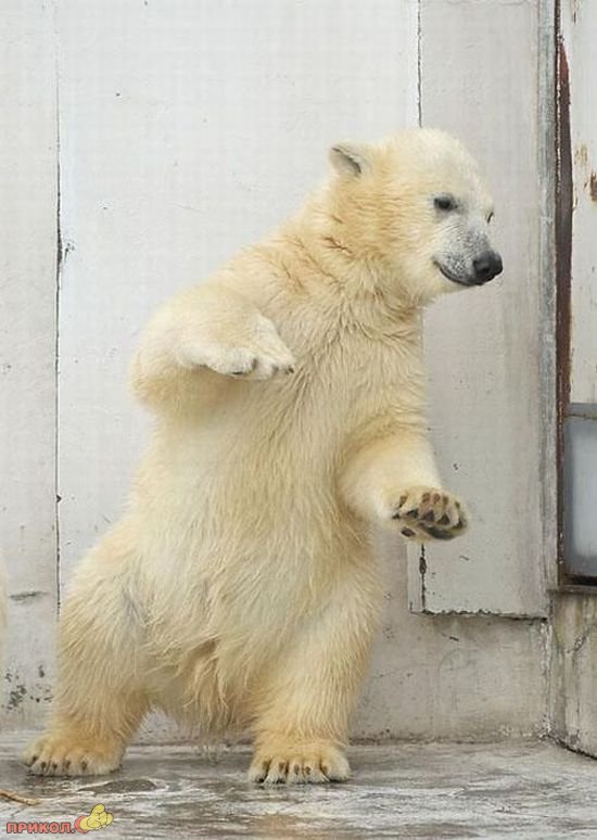 dancing-polar-bear-03