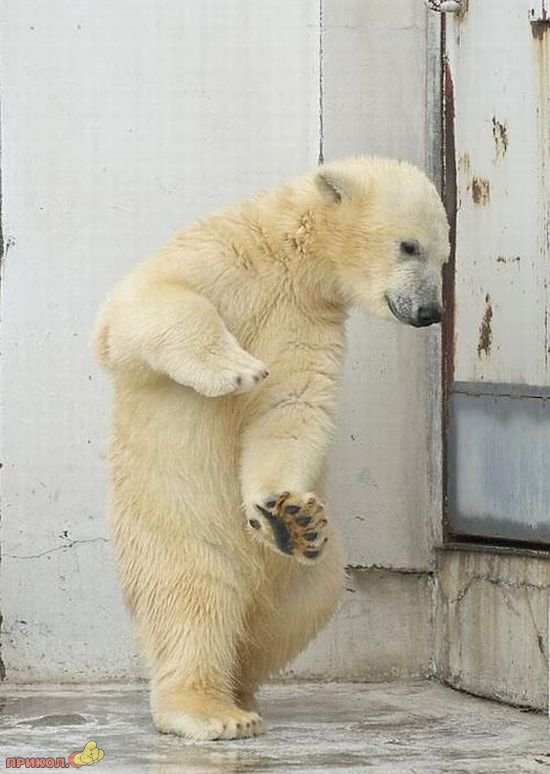 dancing-polar-bear-04