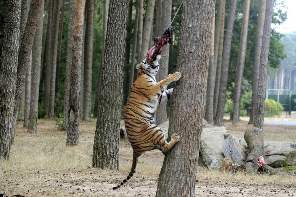 tigers-eating-meat-01