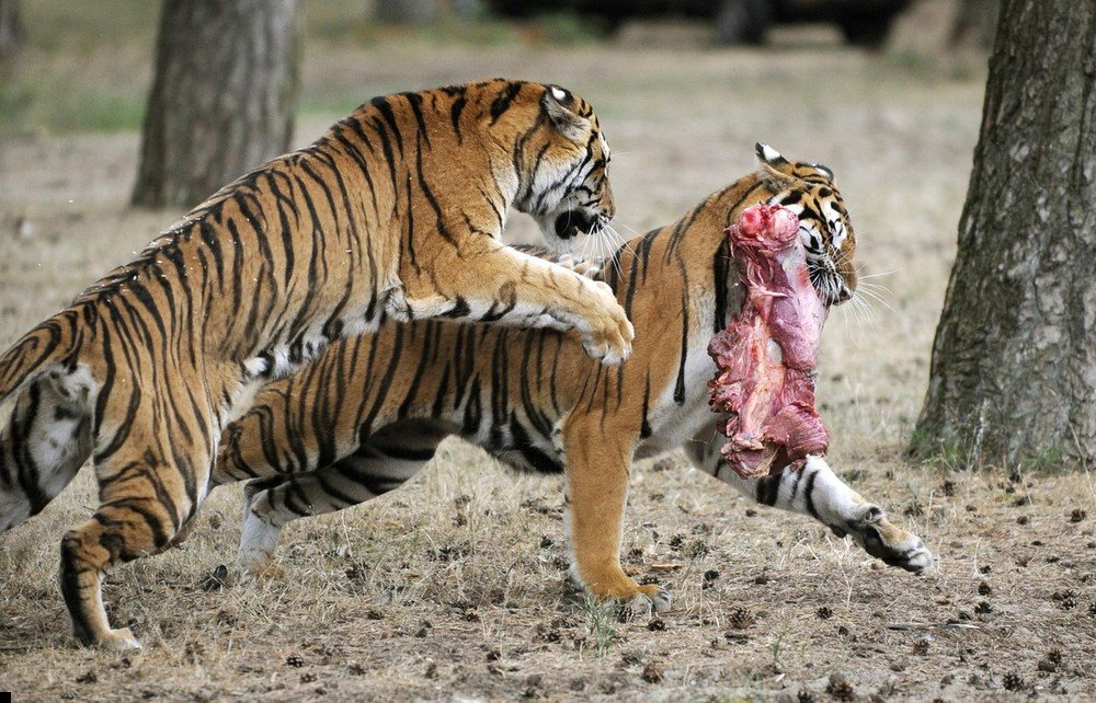 tigers-eating-meat-02