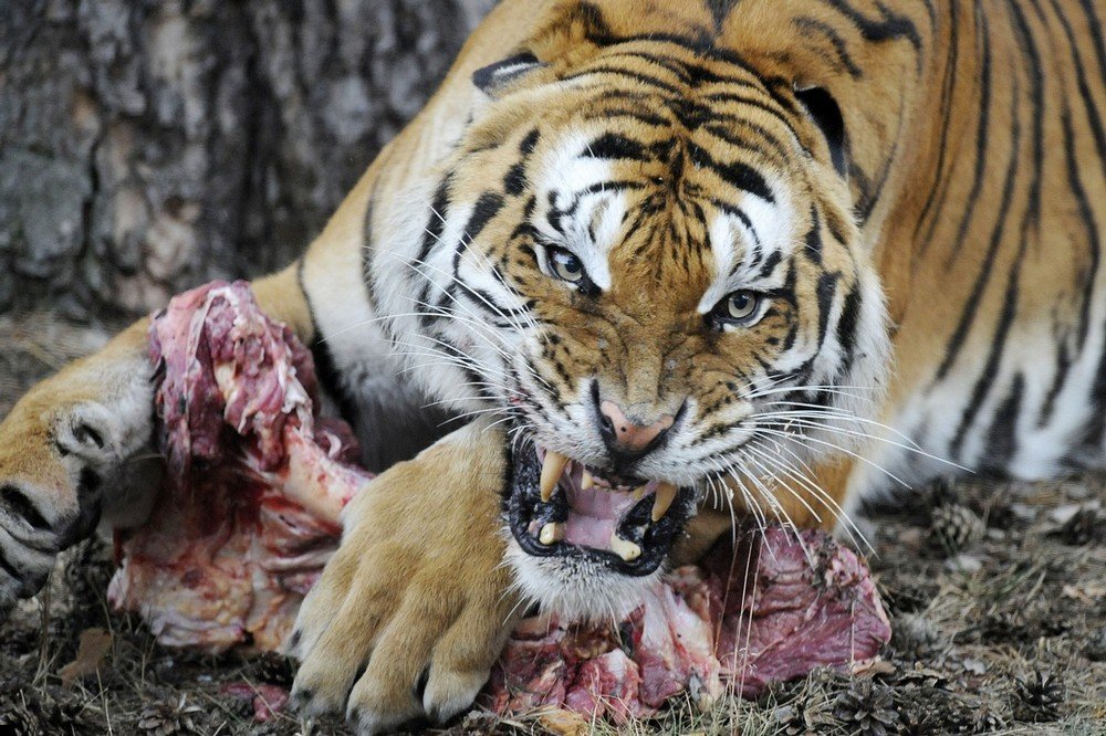 tigers-eating-meat-03