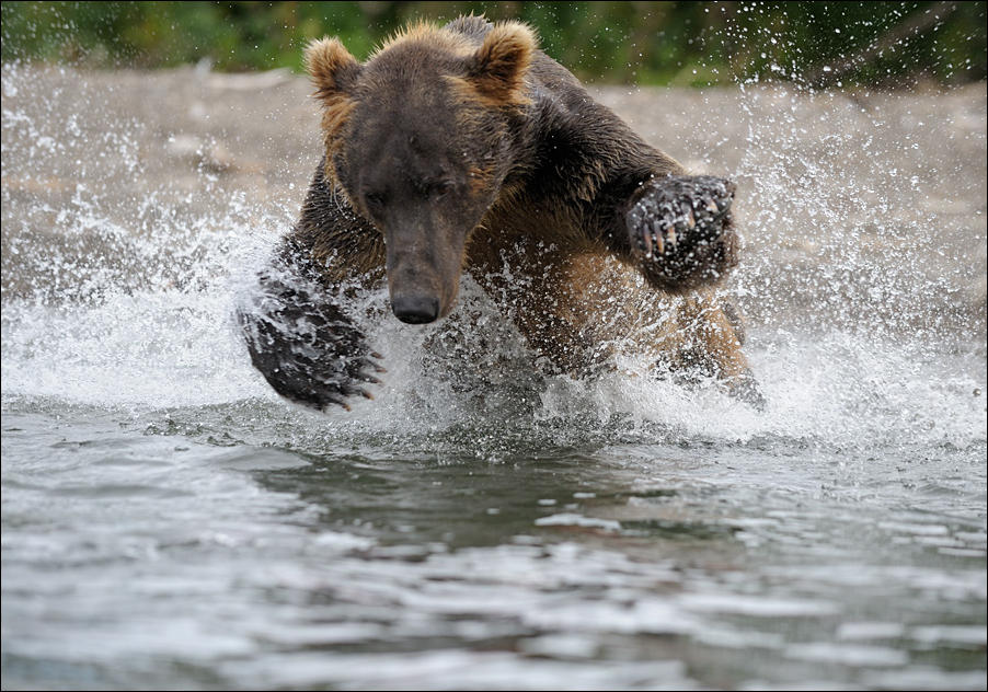 фотографии медведей на рыбалке