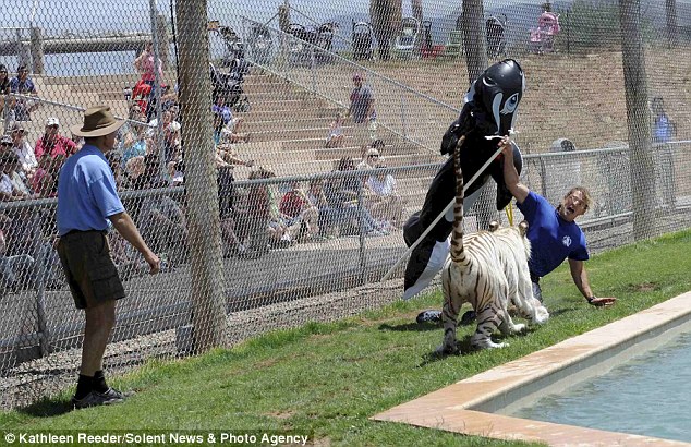 tiger-killer-whale-02