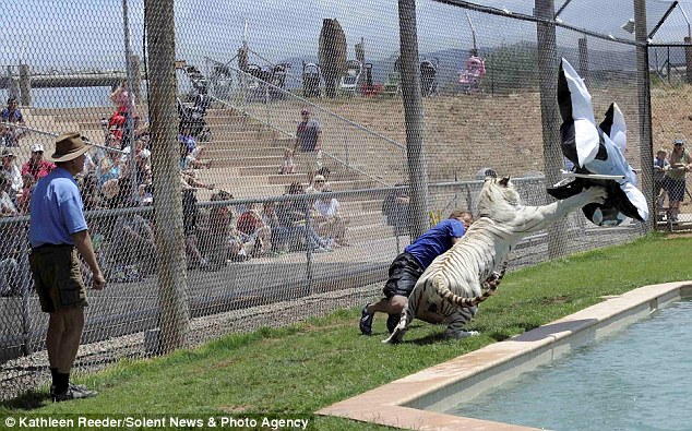 tiger-killer-whale-04