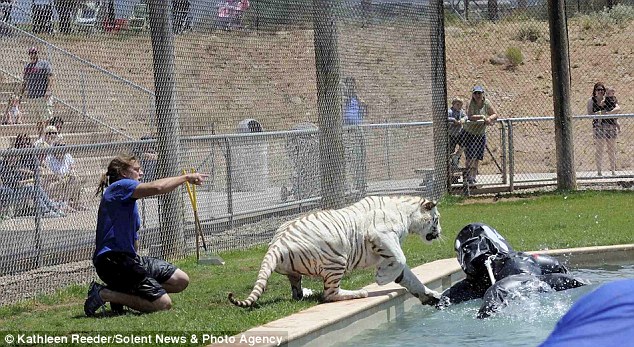 tiger-killer-whale-05