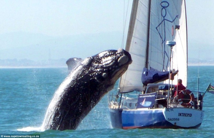 whale-jumps-on-yacht-01
