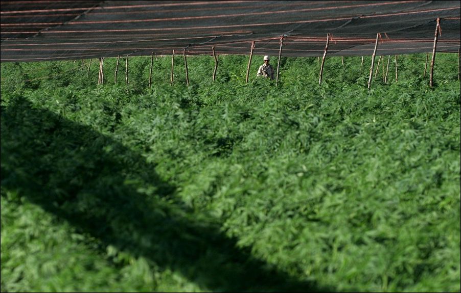 Плантация марихуаны в мексике прут ли семена конопляные