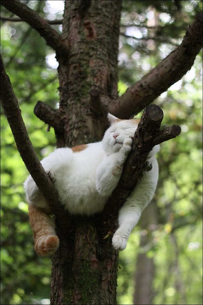 Самый расслабленный кот в мире