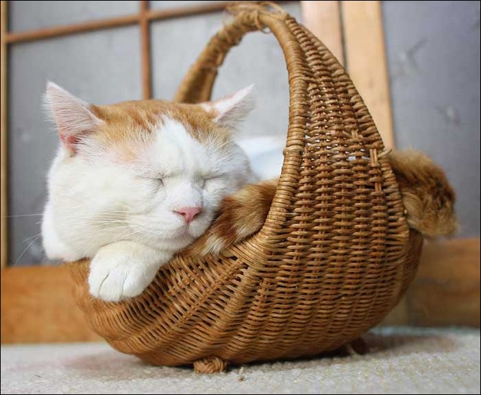 Самый расслабленный кот в мире