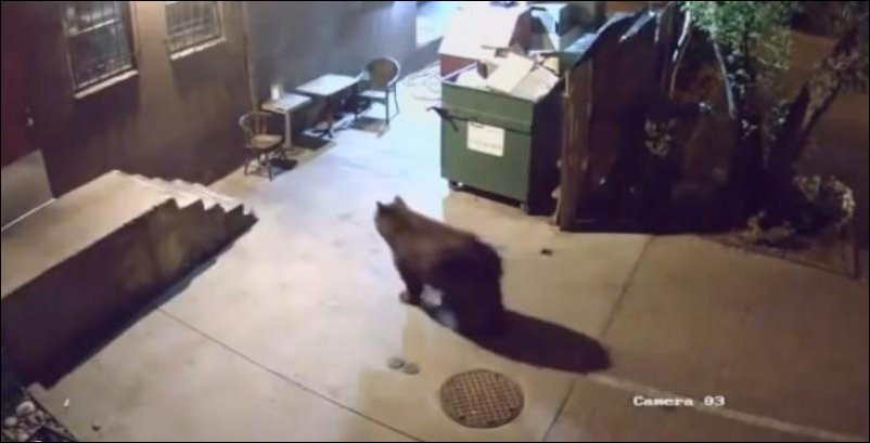 Медведь-мусорщик