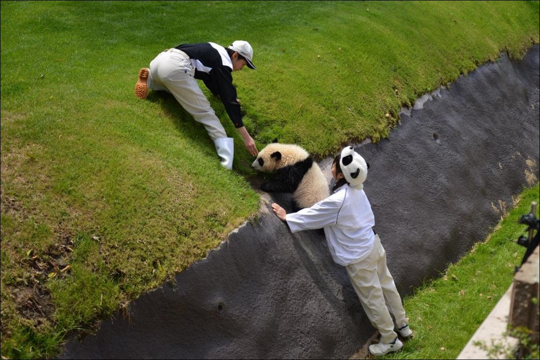 Рука помощи для панды