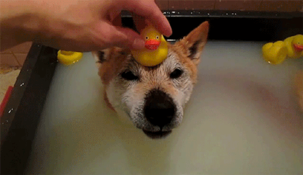 Животные принимают ванну