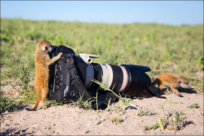 Животное и фотоаппарат