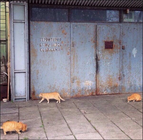 фотоприколы