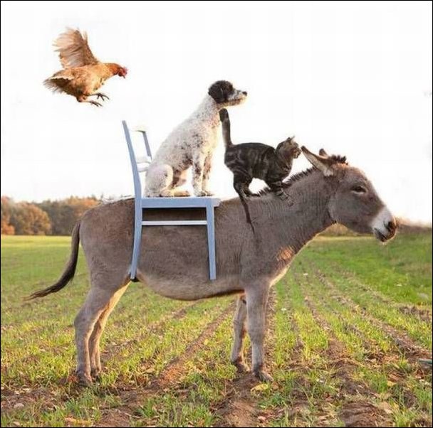 фотоприколы