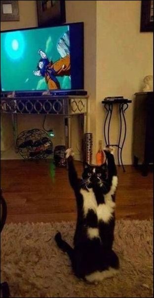 фотоприколы