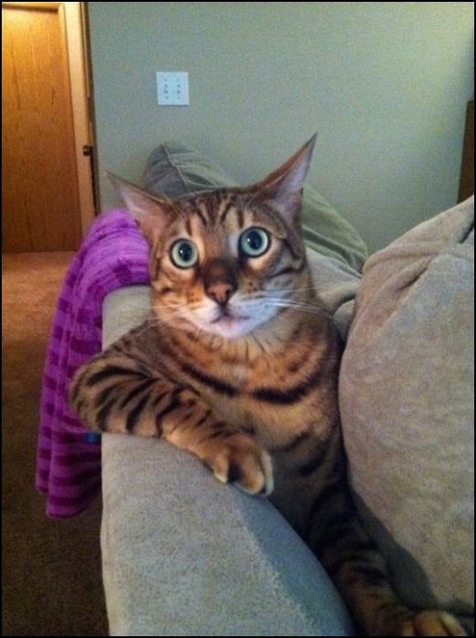 фотоприколы