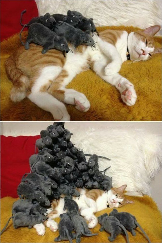 фотоприколы