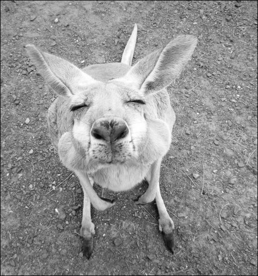 Фотоприколы