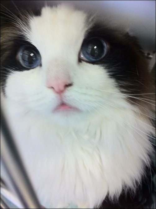 фотоприколы