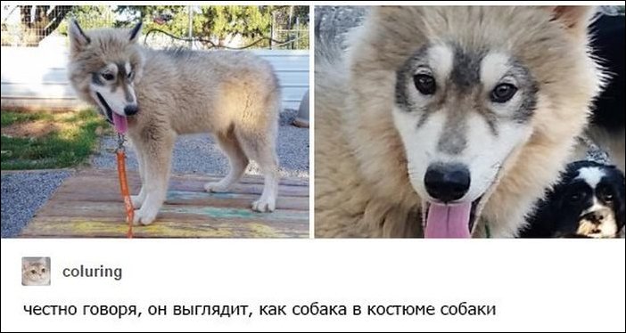 фотоприколы