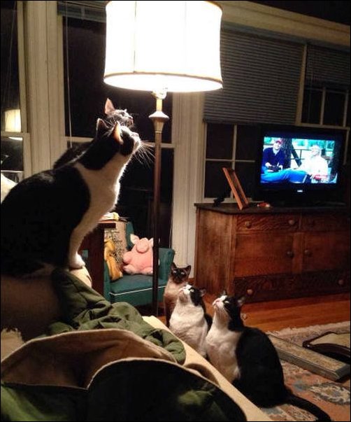 фотоприколы