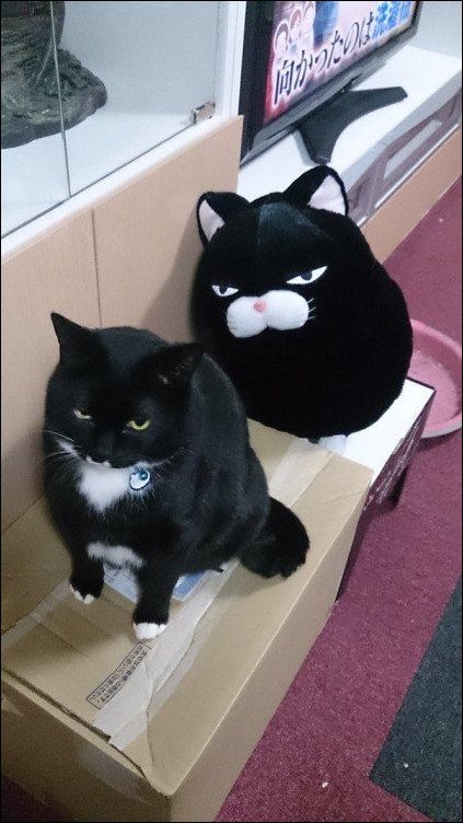 фотоприколы