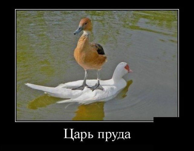 демотиватор