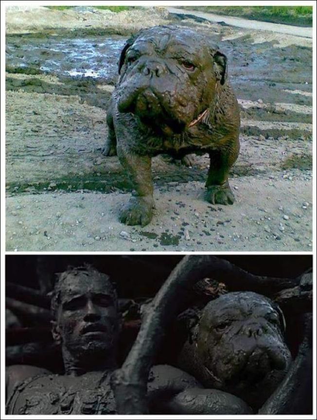 прикольные картинки